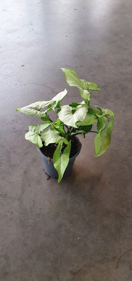 Syngonium podophyllum 'Nguengi Laima'