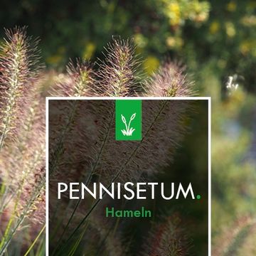 Pennisetum alopecuroides 'Hameln'