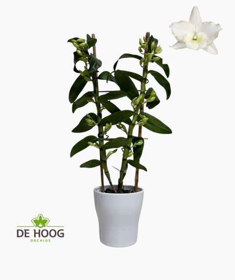 Dendrobium nobile SPRING DREAM STAR CLASS APOLLON