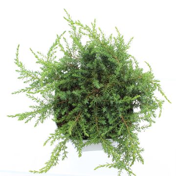 Juniperus communis 'Green Carpet'