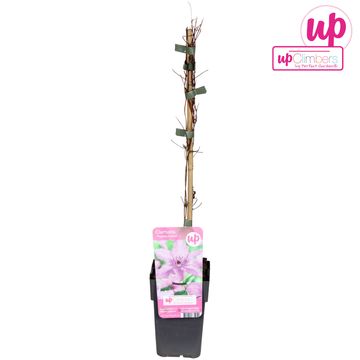 Clematis 'Hagley Hybrid' (LL)