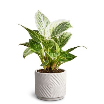 Philodendron 'Peridot'