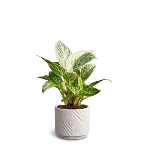 Philodendron 'Peridot'