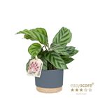 Calathea concinna 'Freddy'