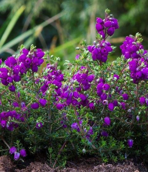 Erica cinerea 'Dave'