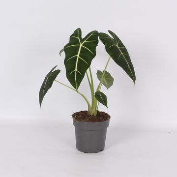 Alocasia micholitziana 'Frydek'