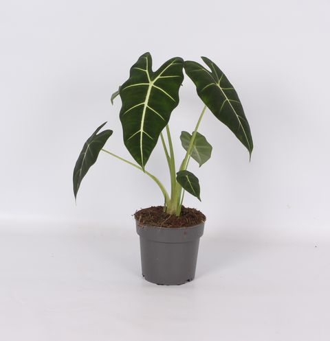 Alocasia micholitziana 'Frydek'