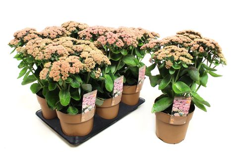 Sedum telephium SEDUCTION PINK PASSION