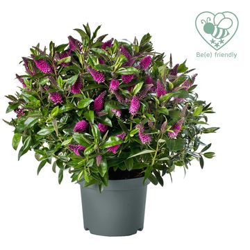 Hebe HEBEDONNA NIKKA