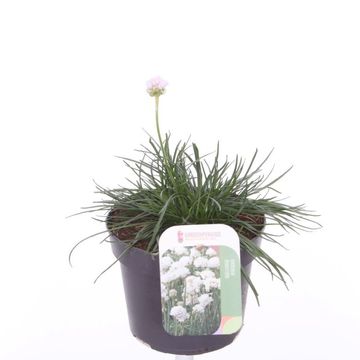 Armeria maritima 'Alba'