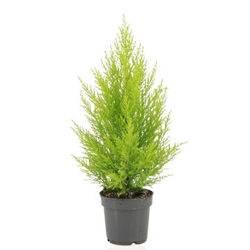 Cupressus macrocarpa 'ГолдКрест Вилма'