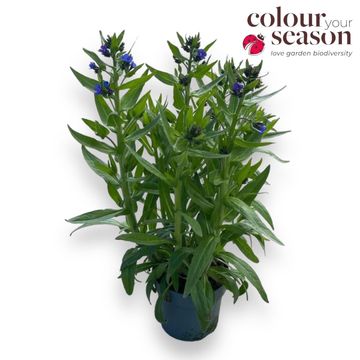 Anchusa azurea 'Feltham Pride'