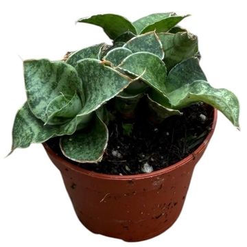 Sansevieria 'Snowflake'