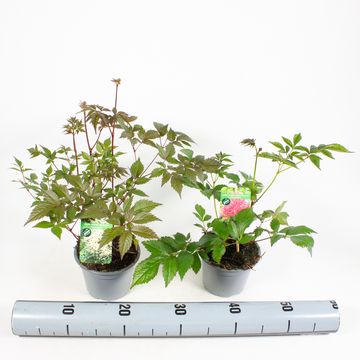 Astilbe ARENDSII MIX