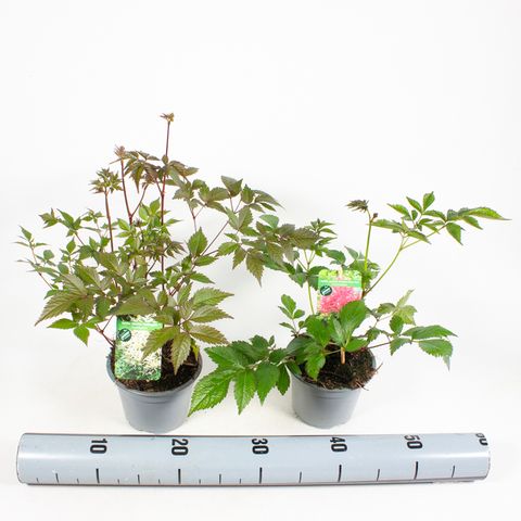 Astilbe ARENDSII MIX