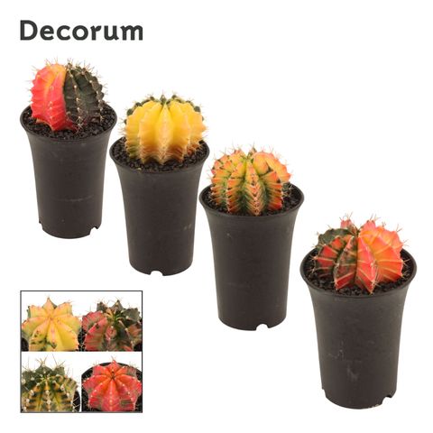 Gymnocalycium mihanovichii MIX