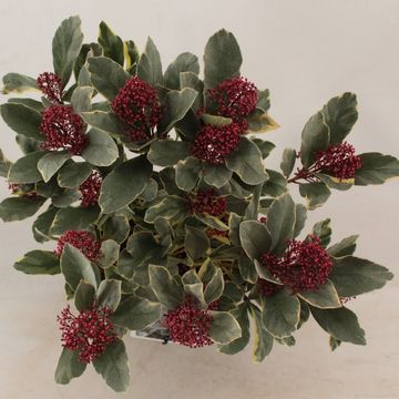 Skimmia japonica 'Perosa'