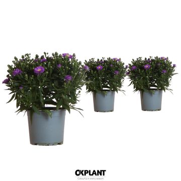 Aster STARLETTA BLUE