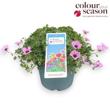 Geranium cinereum 'Ballerina'