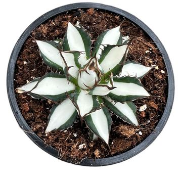 Agave 'Peace Revolution'