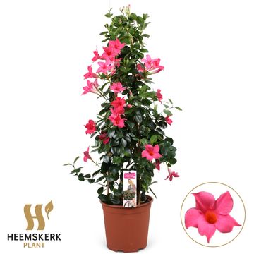 Mandevilla SUMMERSTAR PINK