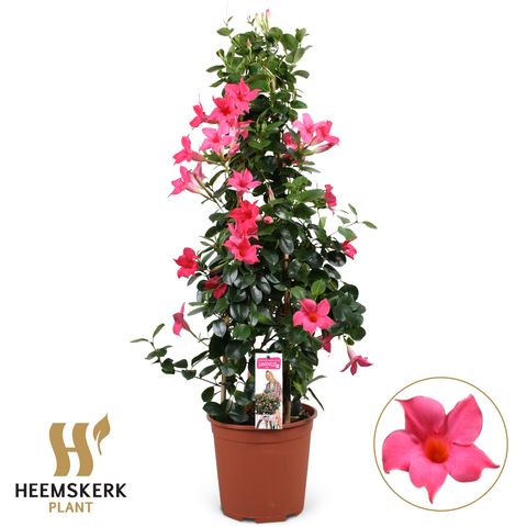 Mandevilla SUMMERSTAR PINK