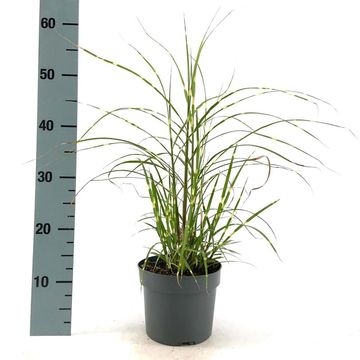 Miscanthus sinensis 'Strictus Dwarf'