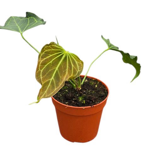 Anthurium 'Delta Force'