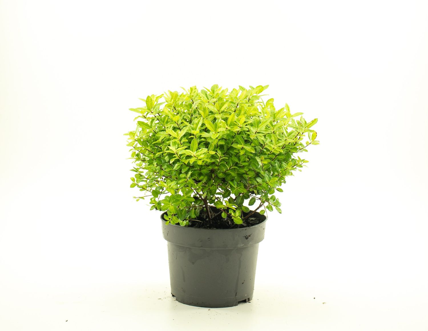 Pittosporum tenuifolium 'Golf Ball' — Plant Wholesale FlorAccess