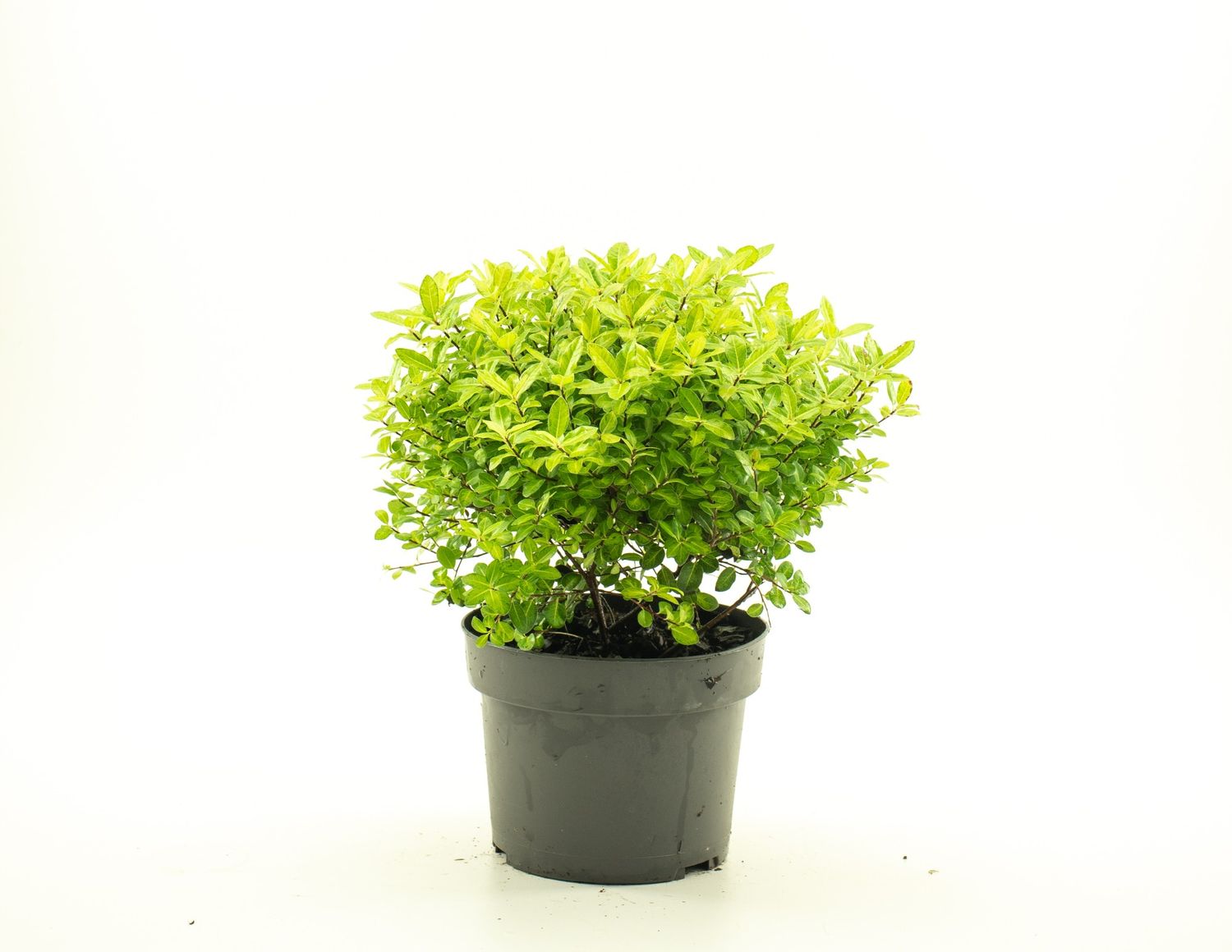 Pittosporum Tenuifolium Golf Ball Plant Wholesale FlorAccess
