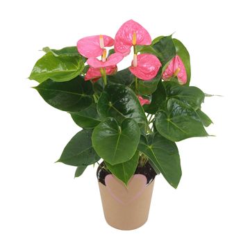 Anthurium MIX