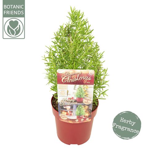 Rosmarinus officinalis