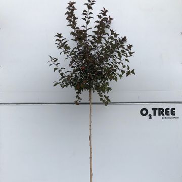 Physocarpus opulifolius 'Diabolo'