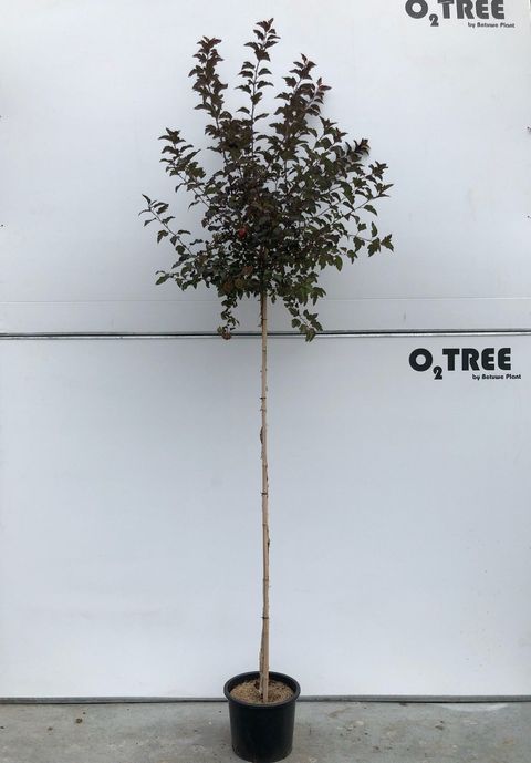 Physocarpus opulifolius 'Diabolo'