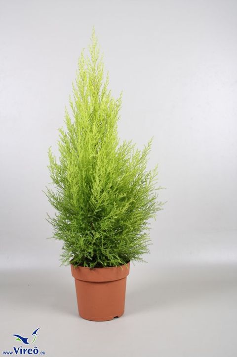 Cupressus macrocarpa 'Goldcrest Wilma'