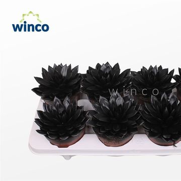 Echeveria agavoides PAINT BLACK