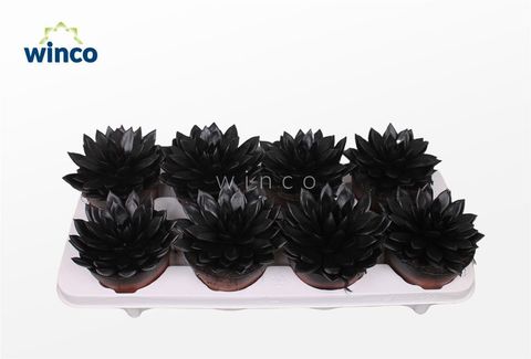 Echeveria agavoides PAINT BLACK