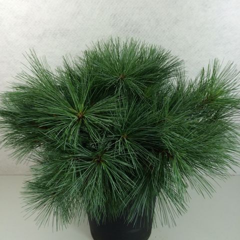 Pinus strobus 'Greg'