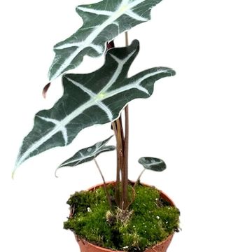 Alocasia sanderiana 'Nobilis'