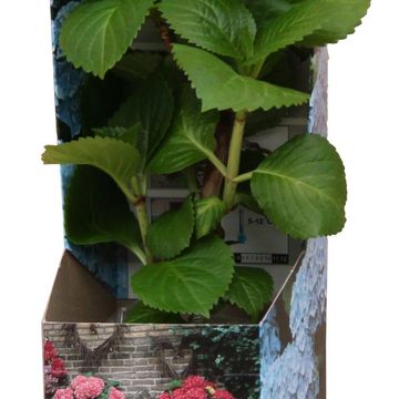 Hydrangea macrophylla EARLY BLUE