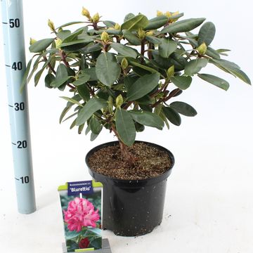 Rhododendron 'Blurettia' (Y)