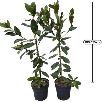 Magnolia grandiflora