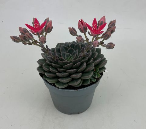 Graptopetalum bellum