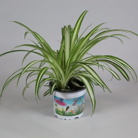 Chlorophytum comosum 'Вариегатум'