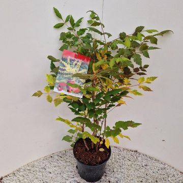 Koelreuteria paniculata