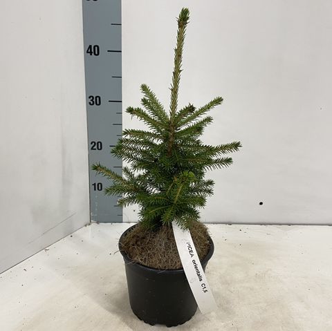 Picea orientalis