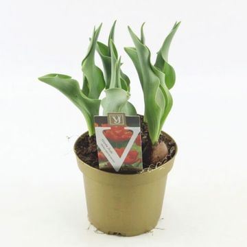 Tulipa 'Monte Orange'