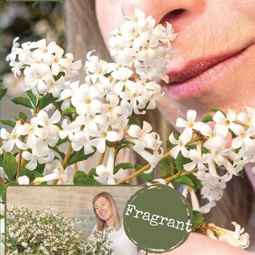 Osmanthus 'Perfume of Nature'