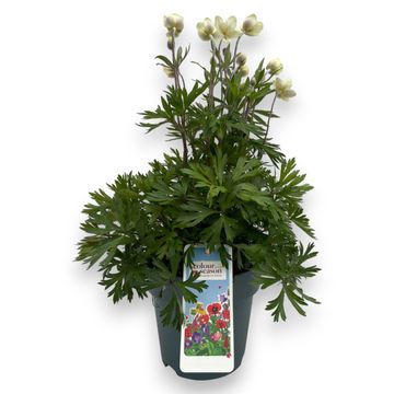 Anemone x lesseri SPRING BEAUTY WHITE