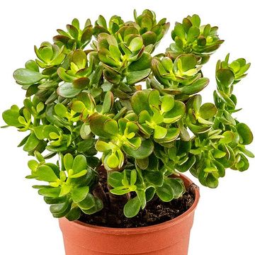 Crassula ovata 'Minor'